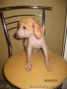 китайская голая хохлатая продам #16563