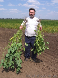 Семена со лучшие в мире #14321