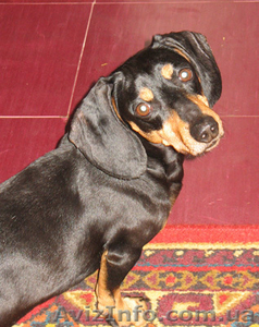 найдена такса/отдам таксу Донецк #12827