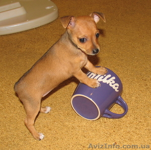 продаю той-терьера #11963