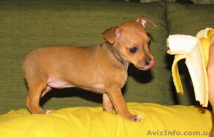 щеночек той-терьера #11966