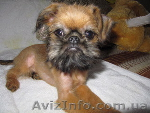 продам щенка гриффона #12460