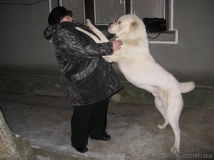 Вязка  Сао  алабай #17192