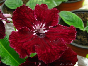 Комнатные цветы коллекционные от ELFAGOR #16027