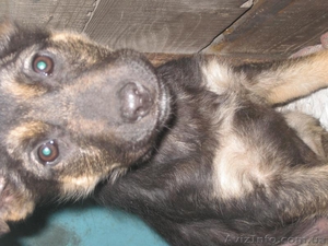 Отдам щенка породы двортерьер  #16304