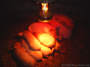 Продаются белые и въетнамские поросята. #18299