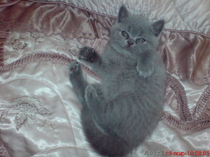 БРИТАНСКИЕ  КОТЯТА #17037