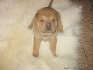 ШАРПЕЙ КИТАЙСКИЙ #13730