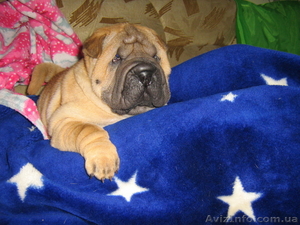 продам щенков шар пея #15700