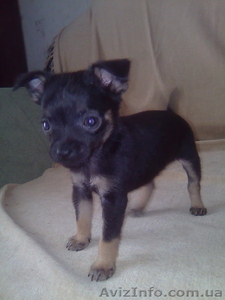 русский той терьер элитные щенки #11862