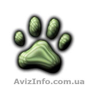 Ветеринарная помощь дома. Кастрация,  стерилизация,  лечение мелких животных. #17426