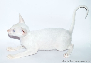 Ориентальные и сиамские кошечки #15973