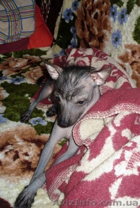 Щенок китайской хохлатой собаки! #13435