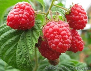 Продам. Малина Оптом. Саженцы для фермеров! #18080