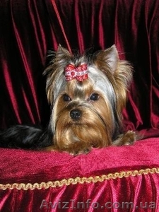 Йоркширкий терьер #14276