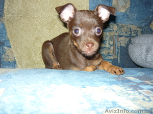 Той-терьер щенки продам #13464