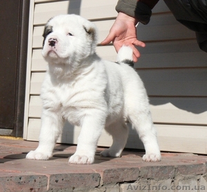  среднеазиатская овчарка (алабай) щенки #15407