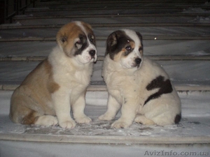 Щенки среднеазиатской овчарки (алабай)  #13188