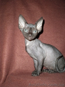Котята канадского сфинкса #13529