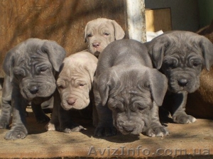 мастино наполетано #13141