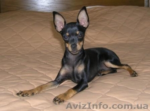 ТОЙ-ТЕРЬЕР ВЯЗКА-Харьков #14157