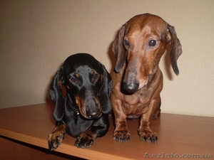 Щенки гладкошерстной таксы #11876