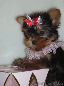 Йоркширский терьер есть МИНИ МИНИ  #12119