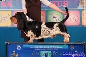 Щенки Бассет Хаунд!!!! #17835