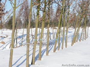 Растения. Дереья. Питомник. #13307