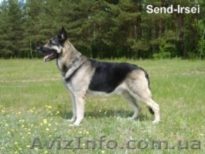 Продам щенков восточно-европейская овчарка(ВЕО). #14510
