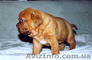 Бордоский дог щенки #12225