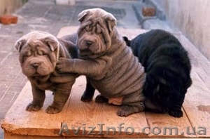 Шар-пей щенки различных окрасов. #12226