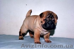 Продам щенков шар-пея.Шар-пей щенки #17646