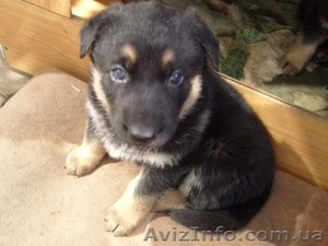 Продам щенков немецкой овчарки #11992
