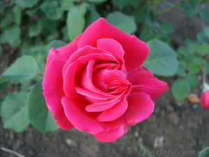 Ваш адвокат в Луганской области #12159