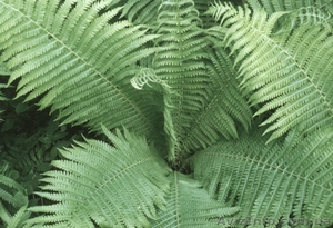 Садовые растения #12299