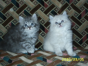 Котята-персы классические,  мальчики #18609