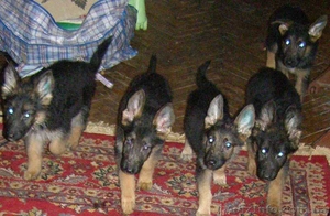Щенки немецкой овчарки г. Киев #12383