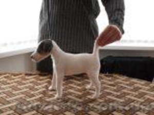 Фокстерьер гладкош #14387