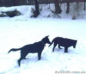 Черные восточно европейские овчарки(6 мес.) #14189