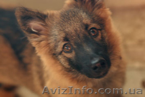 Отдам в добрые руки маленькую собачку #12410