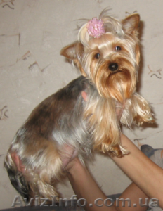 Продам йоркширского терьера #15544