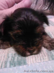 щенки йоркширского терьера. #11046