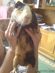 Срочно продам морскую свинку #15652