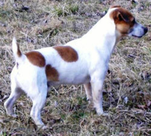 Щенки очаровашки БИГЛЬ  и ДЖЕК РАССЕЛ -любимцы семьи #20728