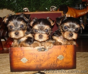 Щенки Йоркширского терьера #22812