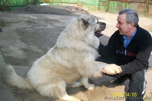 Кавказская овчарка #20267