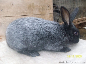кролі продам    #21938