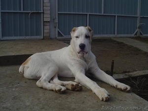 Щенок (Алабая) Среднеазиатской овчарки #21274