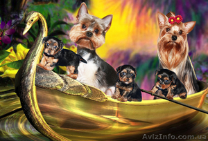 Щеночки наших йоркширских  терьеров #26087